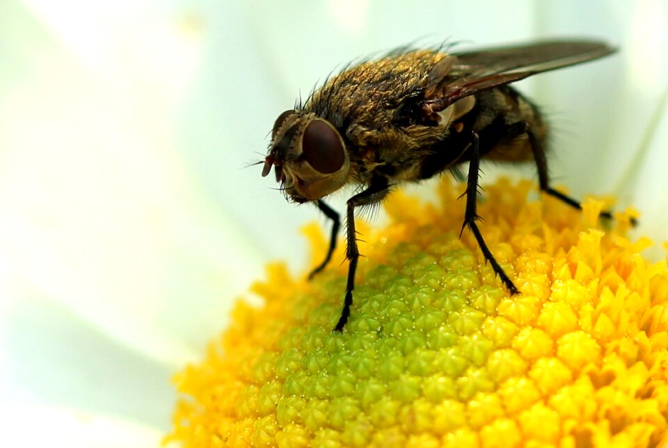Macro flight insect blossom