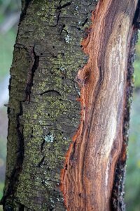 Nature destroyed the bark