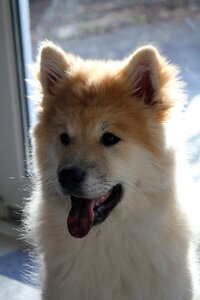 Race young dog pet