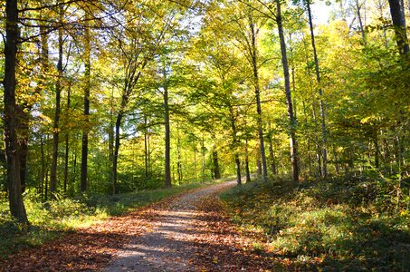 Away forest nature