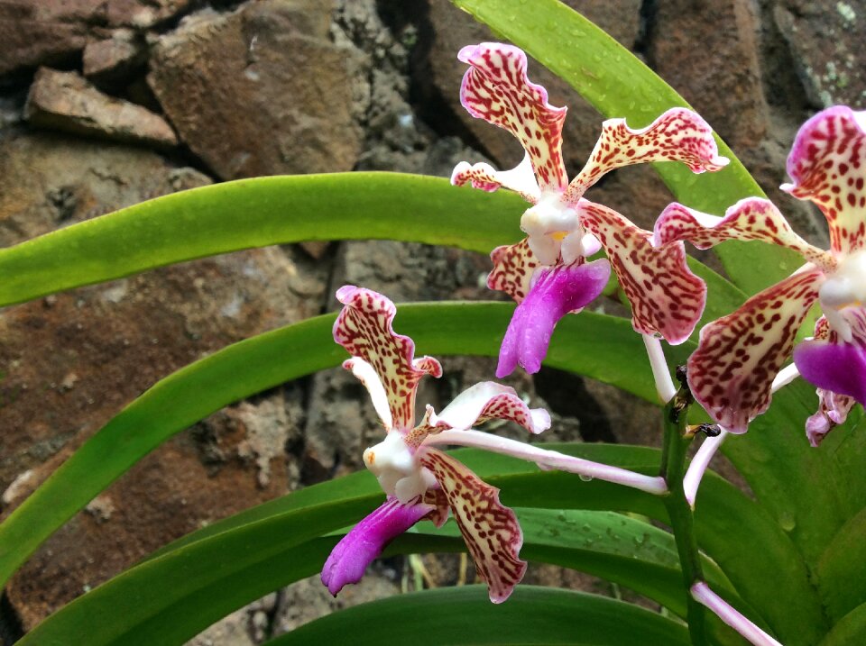 Nature spring botany
