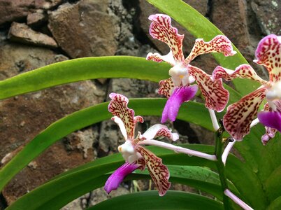 Nature spring botany