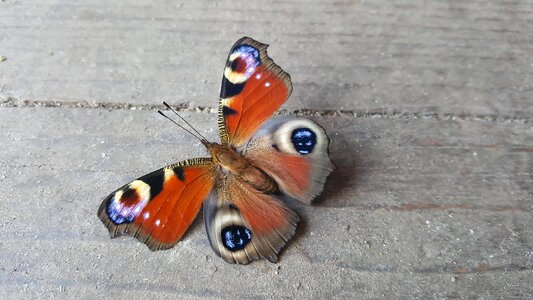Color colorful animal