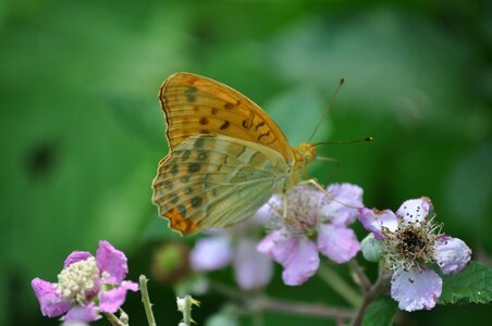 Flower butterflies insect photo