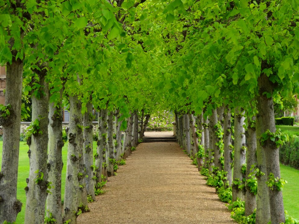 Path between trees perspective