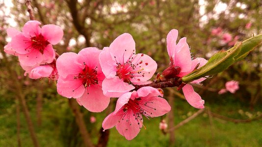 Spring flower pink flower