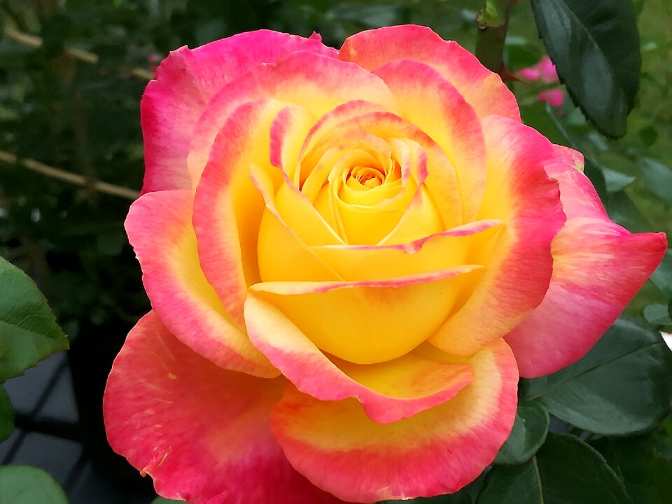 Blossom bloom rose blooms