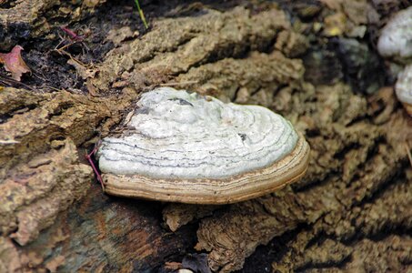 Deadwood phellinus tuberculosus parasite