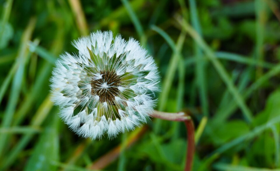 Nature green flower