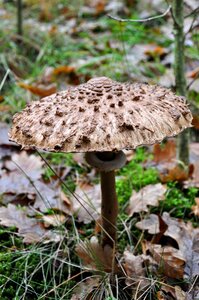 Autumn toxic mushroom picking