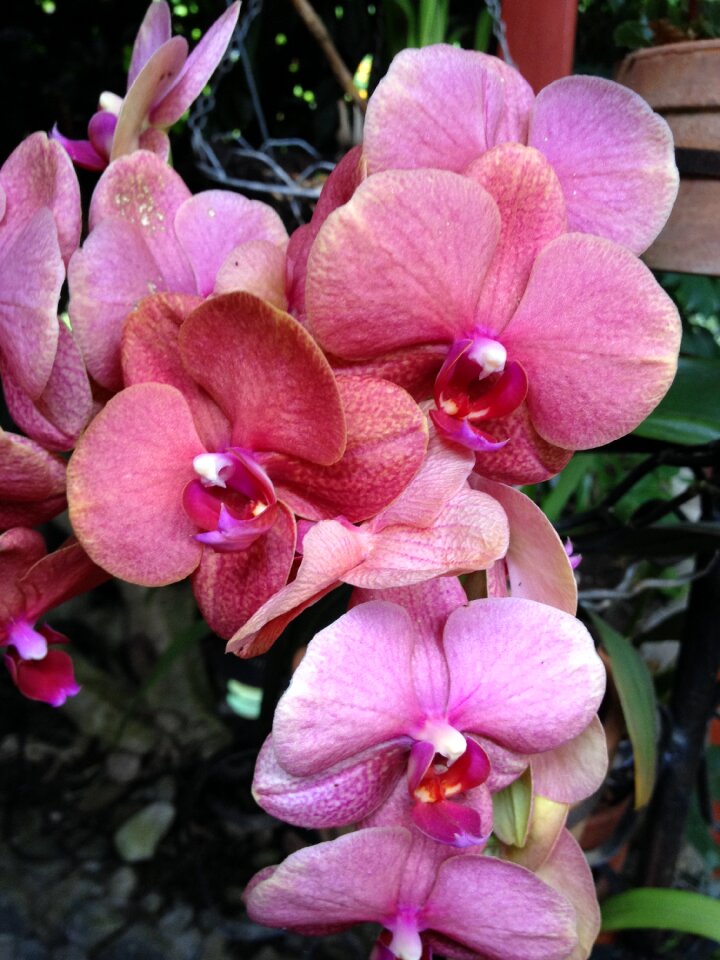 Venezuela merida rosa