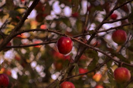 Harvest windfall tree