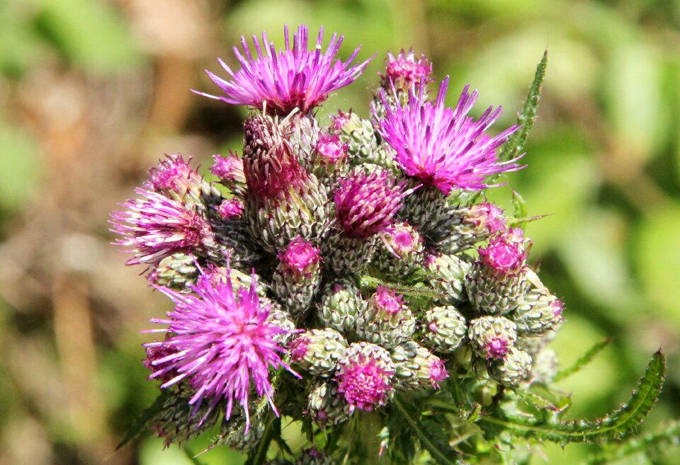Flower plant natural