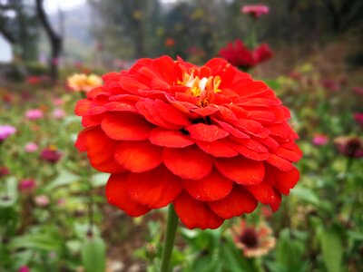 Red flowers from the show