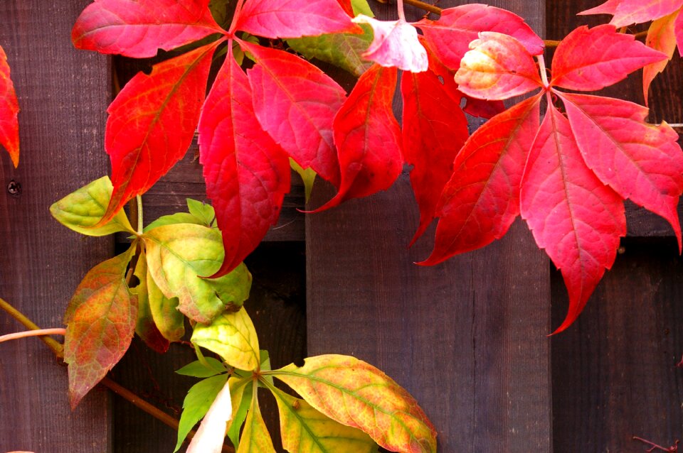 Leaves colorful red