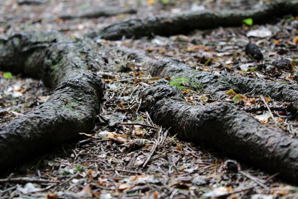 Nature tree root forest path photo