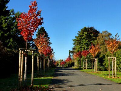 Nature forest golden autumn photo