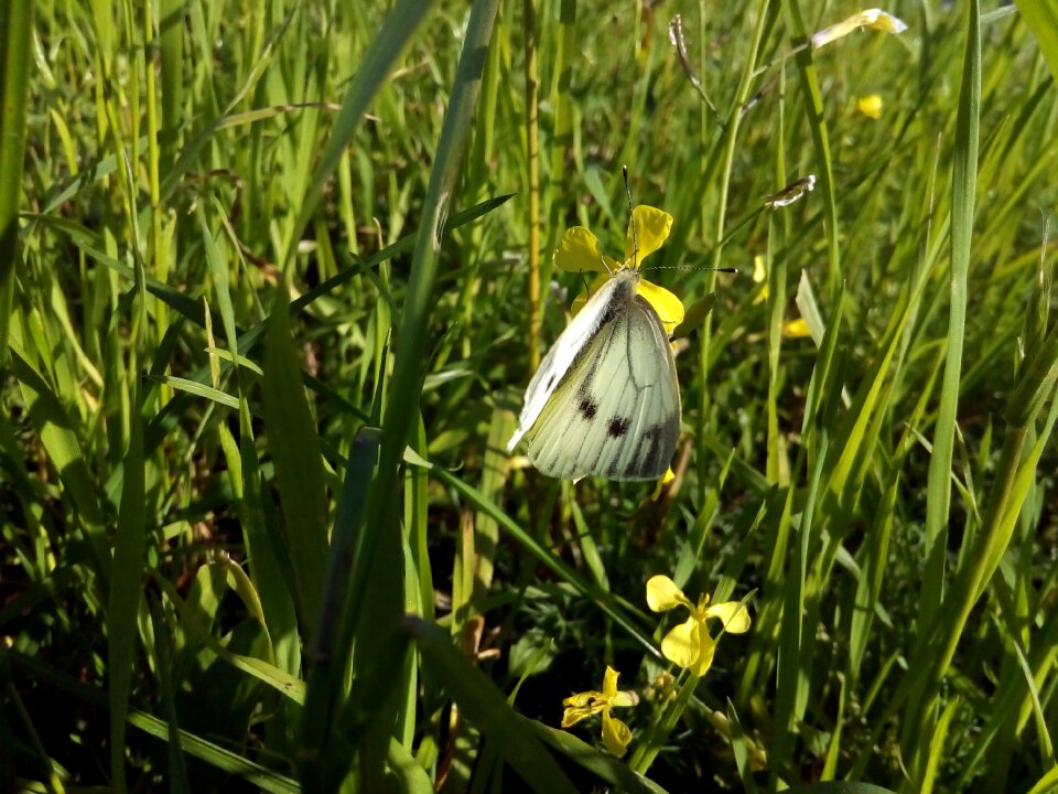 Summer nature grass