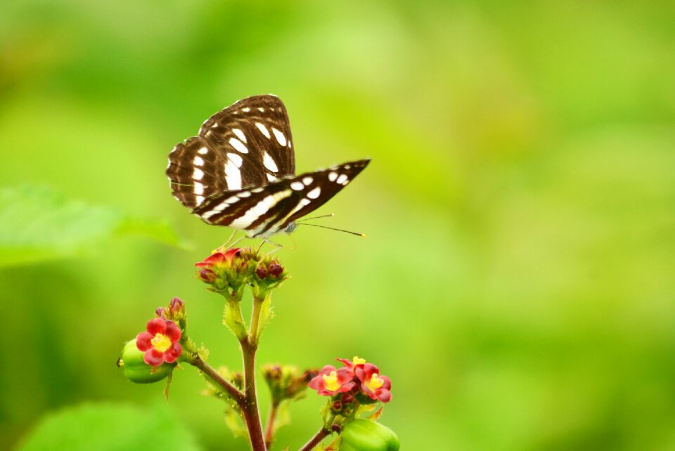 Insect plant