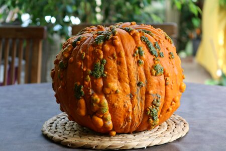 Pumpkin orange halloween photo