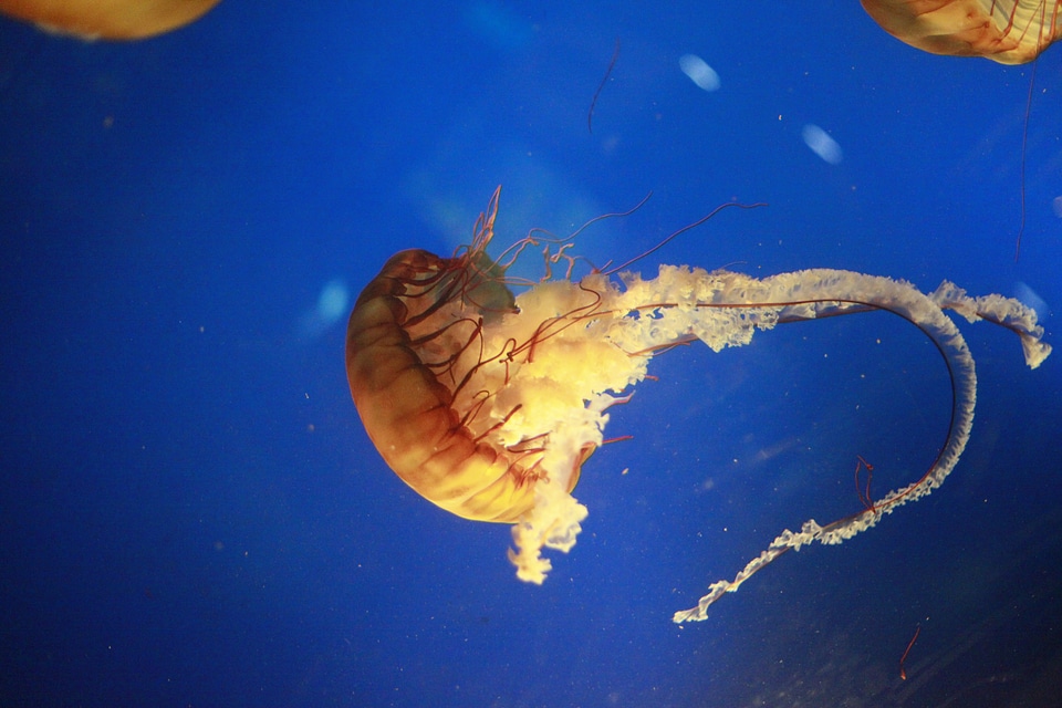 Creatures fish sting