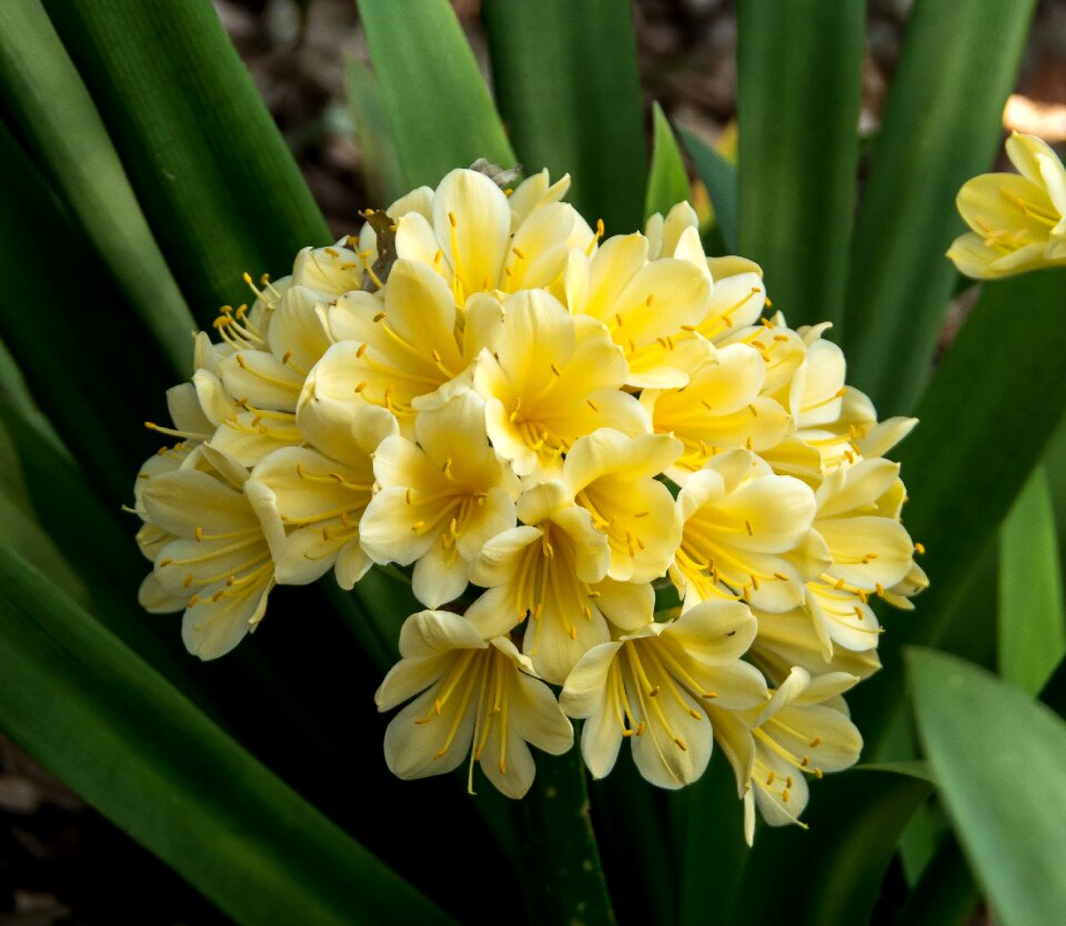 Flower floral bloom