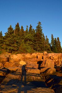 Pine trees maine nature