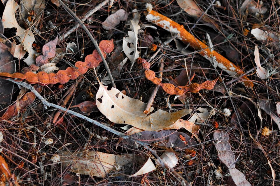 Forest landscape leaves