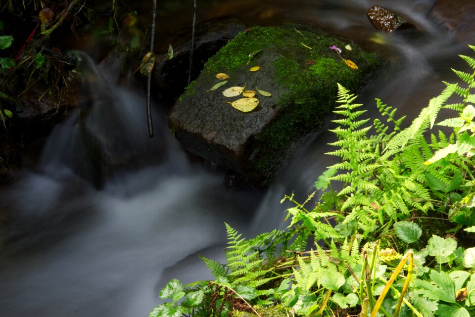 Nature landscape forest