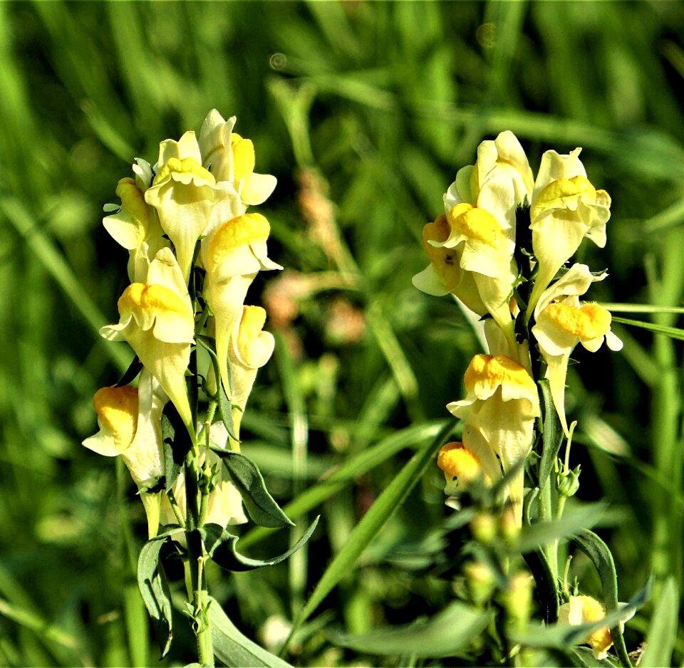 Toadflax yellow linaria