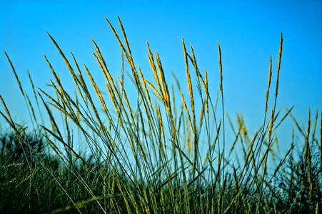 Nature plant wildlife desert plant