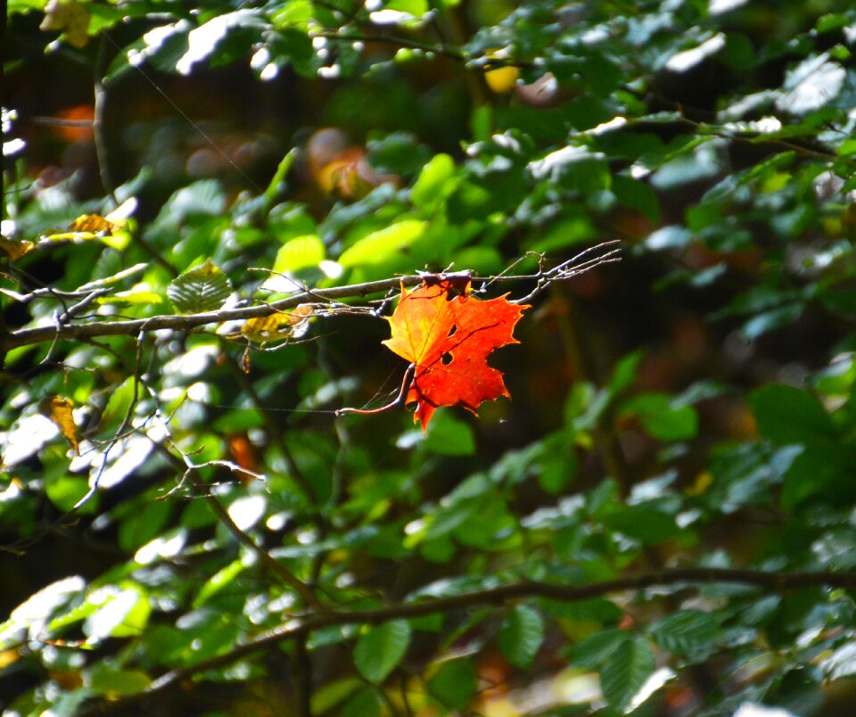 Golden autumn leaves nature