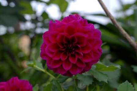 Petal tlapa de comonfort gro
