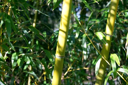 Green plants tree