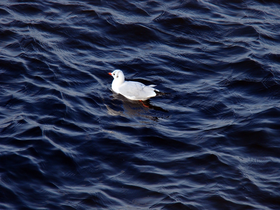 Sitting on the water floats white
