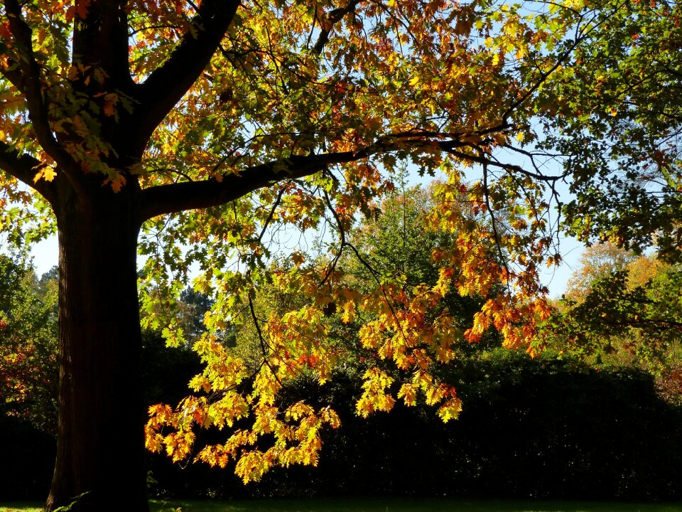 Golden october golden autumn golden