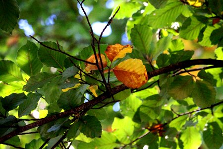 Golden contrast october