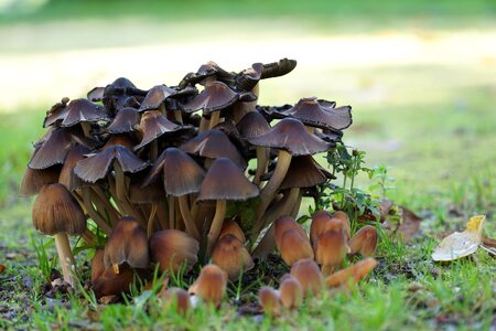 Nature forest mushroom meadow photo