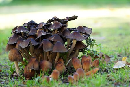 Nature forest mushroom meadow