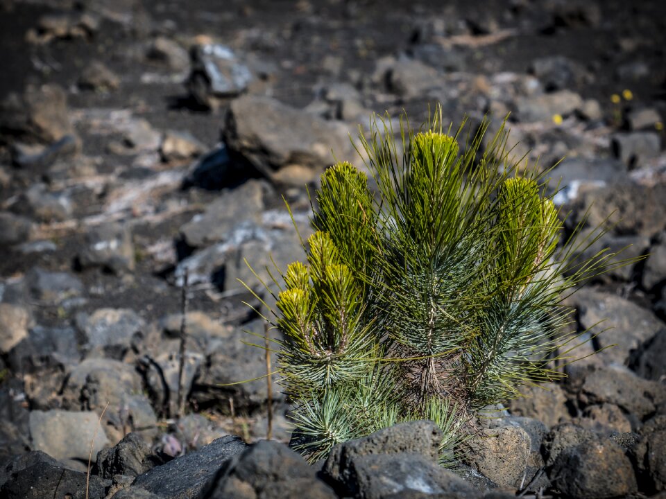 Tree volcano national park