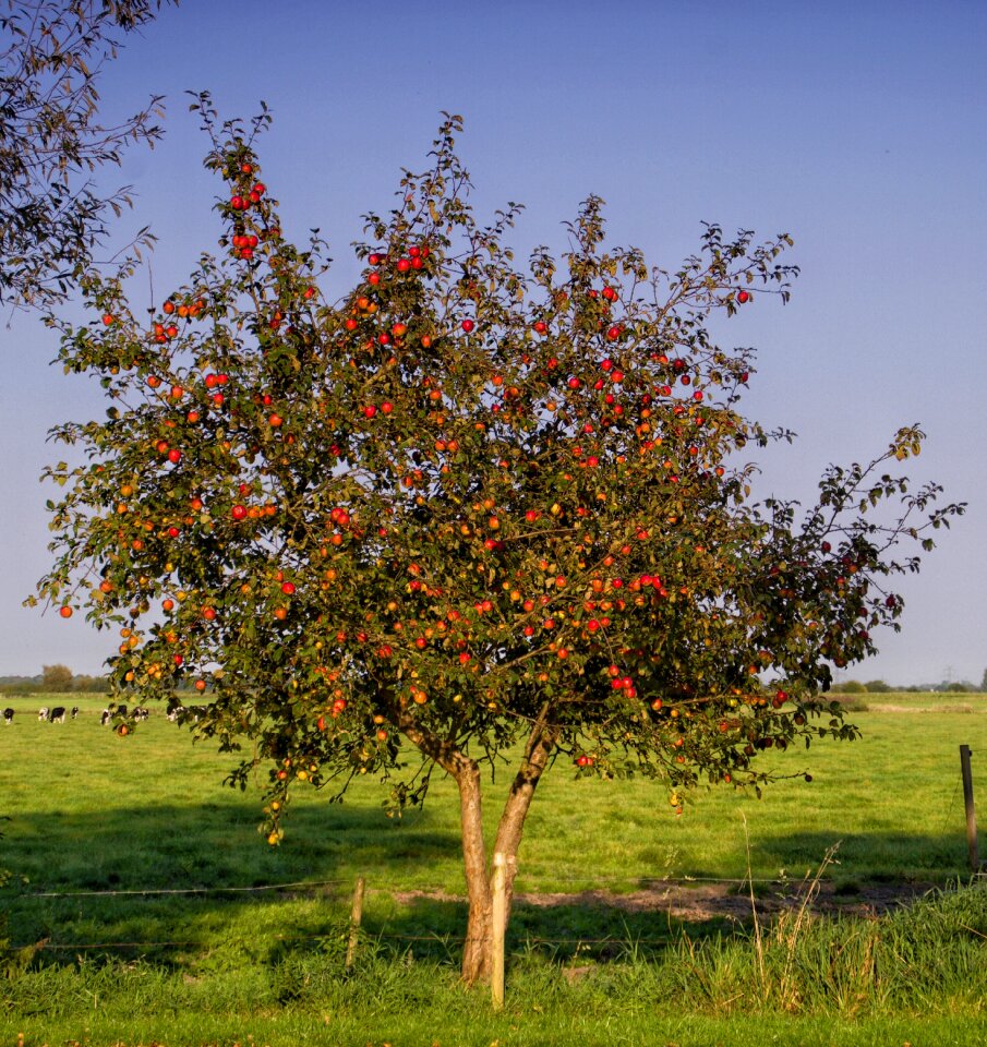 Nature autumn harvest
