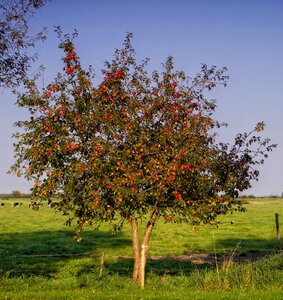 Nature autumn harvest