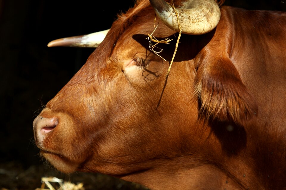 Animal agriculture close up