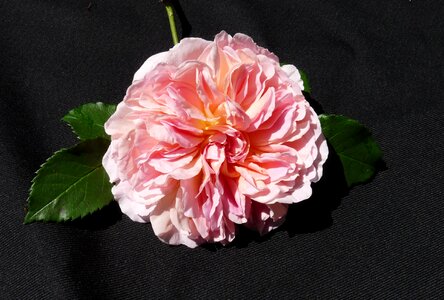 Flower plant garden