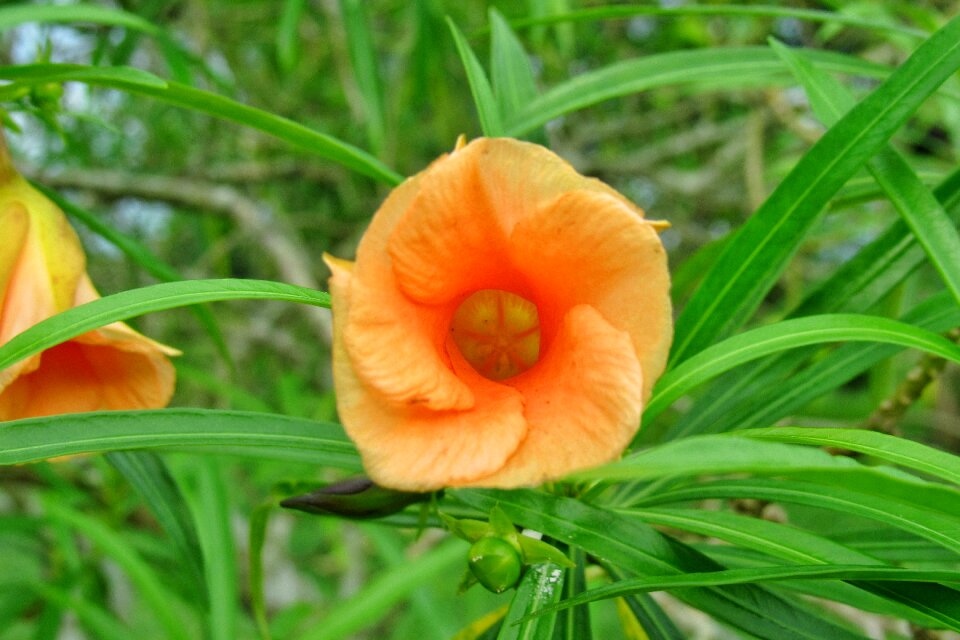 Flora garden summer