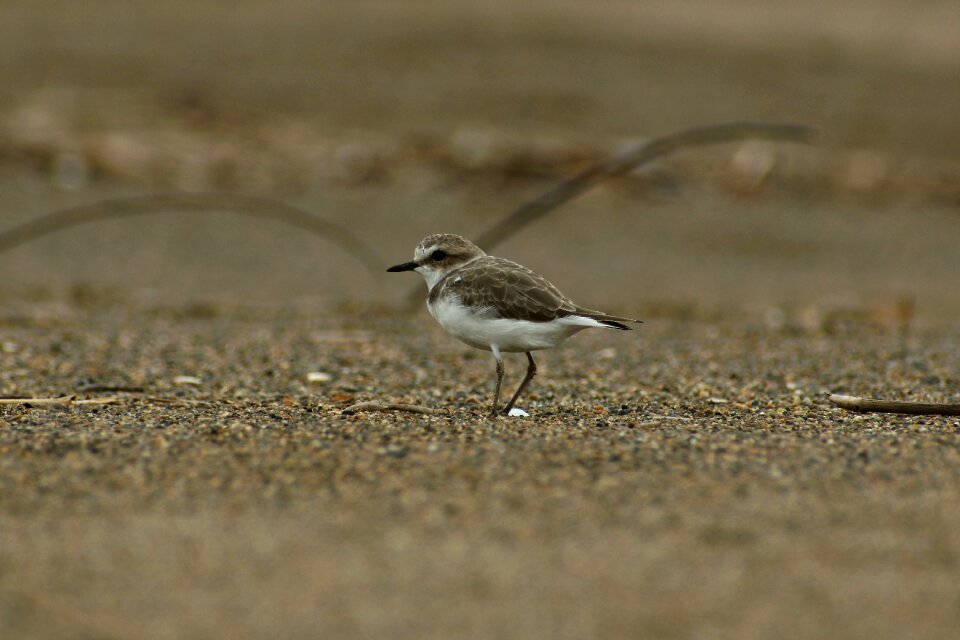 Wild birds little bird the department of