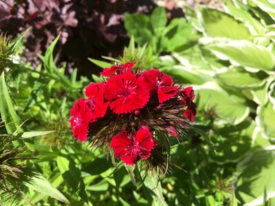 Flower blossom summer