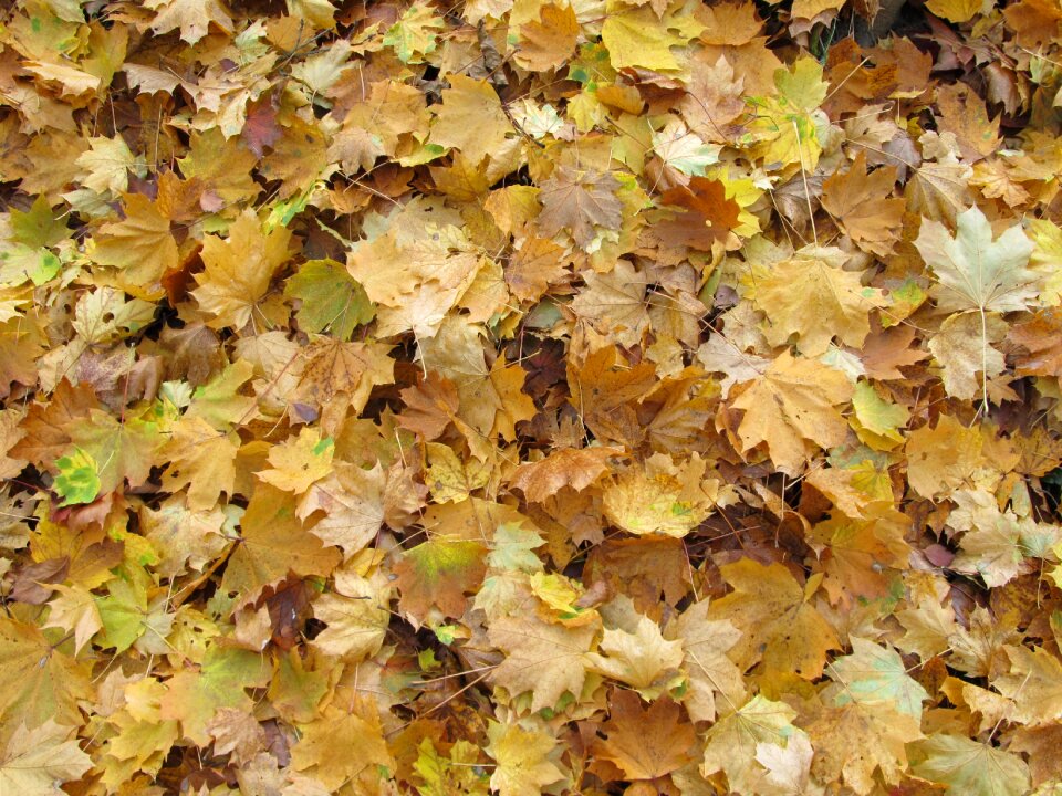 Maple foliage autumn colors
