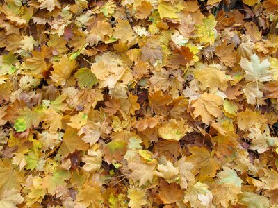 Maple foliage autumn colors