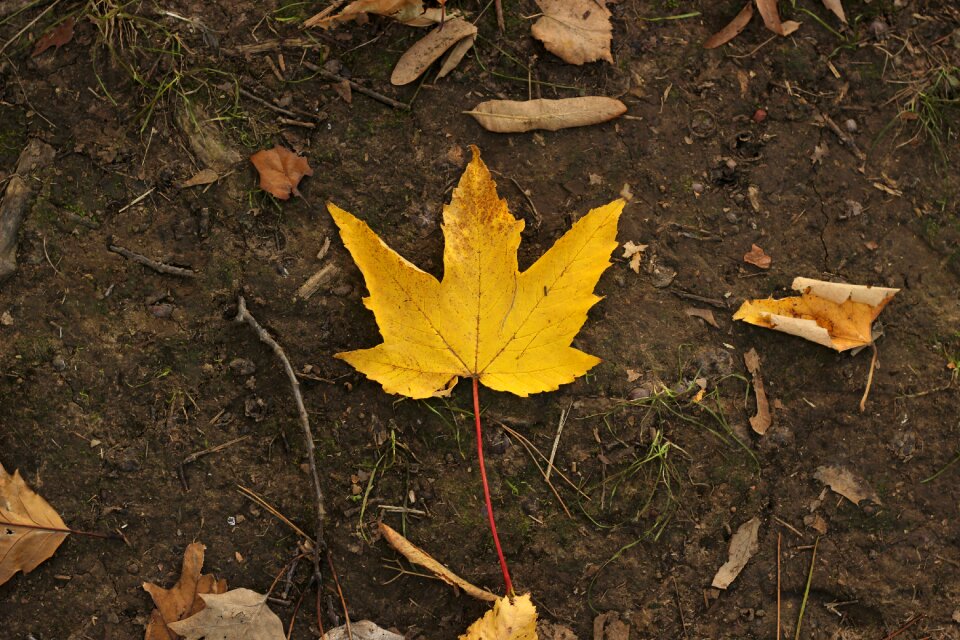 Season leaf october